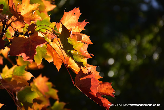 Norwegian Maple in autumn colours
