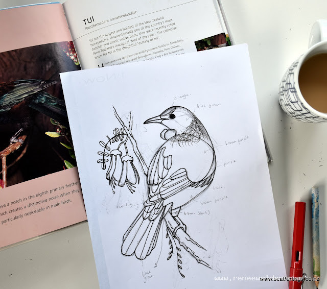 Drawing of New Zealand Tui