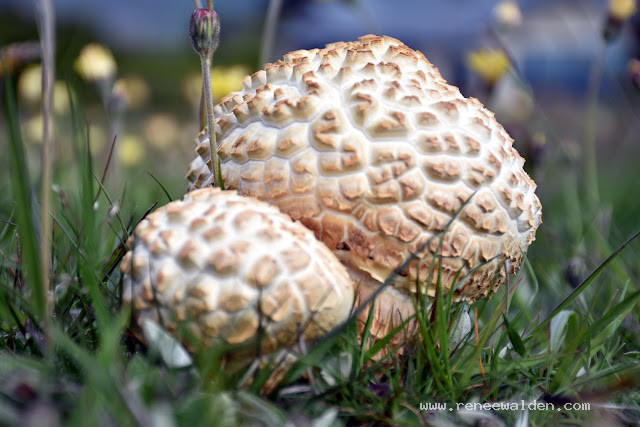 Mushrooms