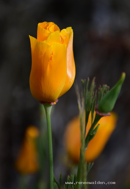 Calafornian Poppies, Clutha River