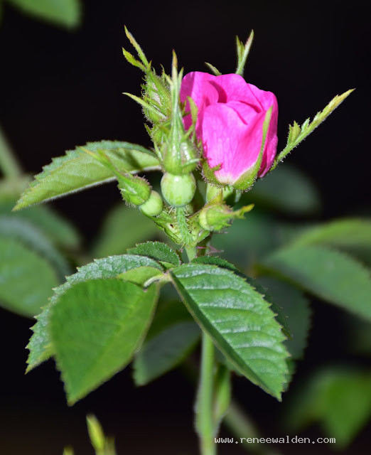 Wild Rose, Clutha River