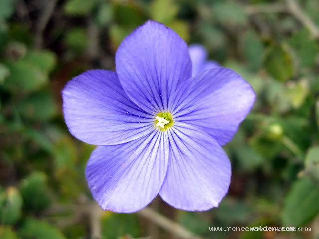 Blue Spanish alpine flower