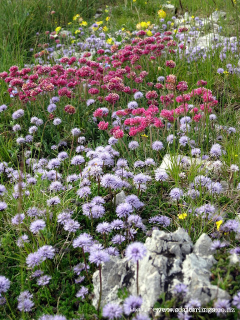 Spanish alpine flowers, Castello Mayor, Pyrenees