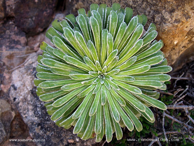 This plant eventually gets large and leggy, but it's leaves are so perfectly sculptural when small.