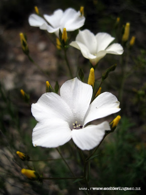 More pretty whites.