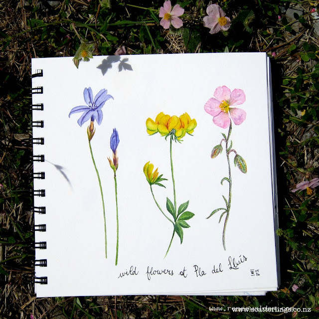 Alpine flowers near Ager, Catalunya