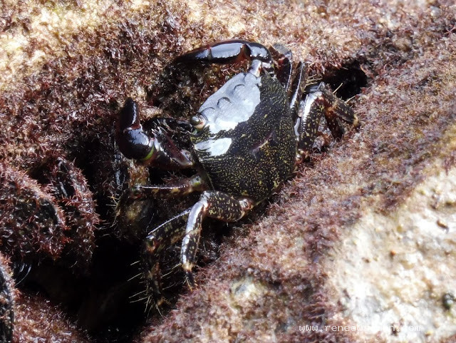 Little black crab. So cute!