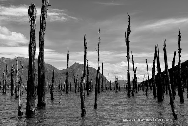 Flooded forest - lines, intersections