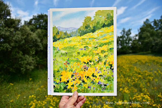 A meadow of St John's Wort near my home