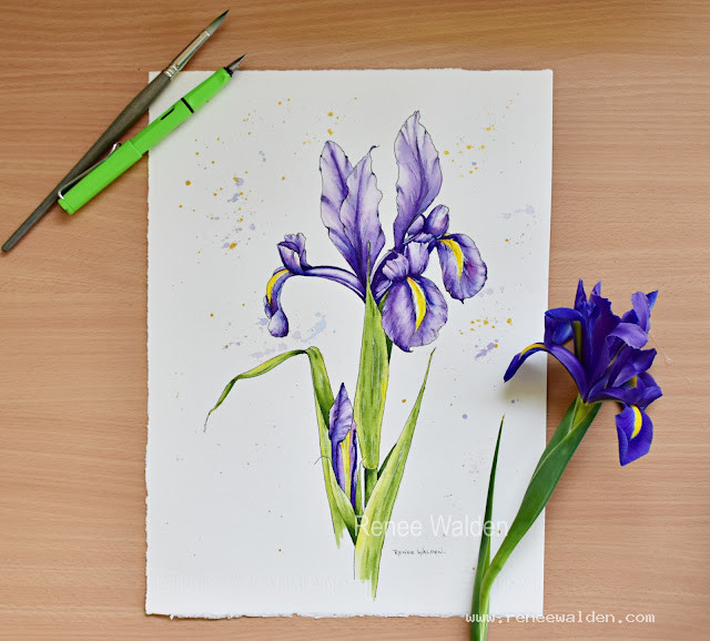 Watercolour Dutch Iris