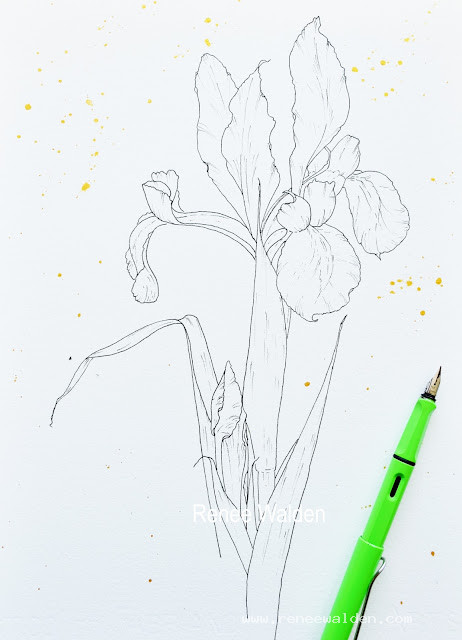 Pen and ink drawing of Dutch Iris