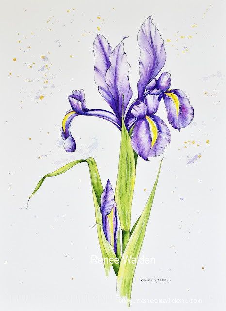 Watercolour Dutch Iris