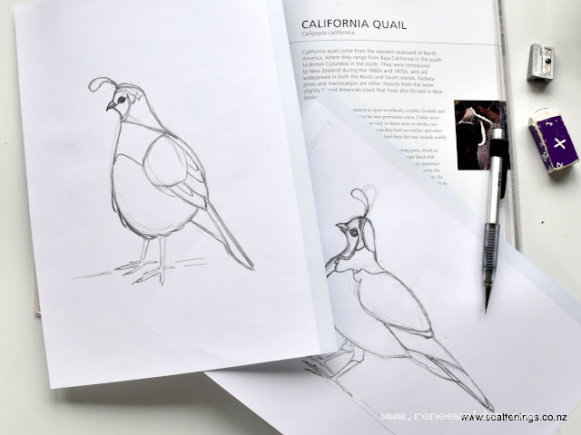 I start with a series of pencil sketches to try and capture the essence of the bird.