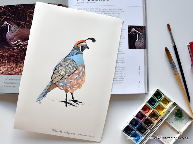 California Quail