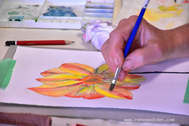Dahlia in watercolour and ink