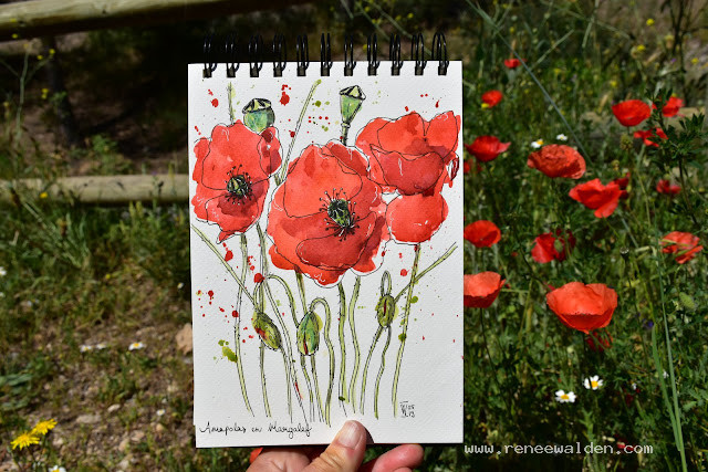 Poppies