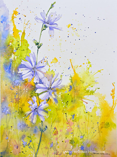 Chicory in watercolour
