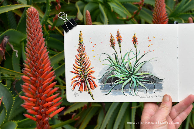 Aloes.