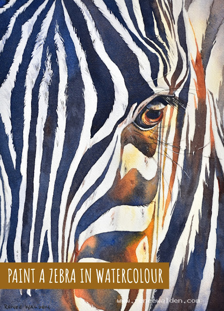 Zebra - pen and watercolour