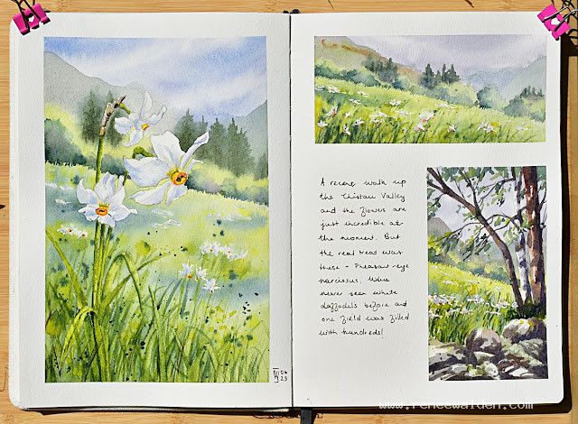 White daffodils in watercolour