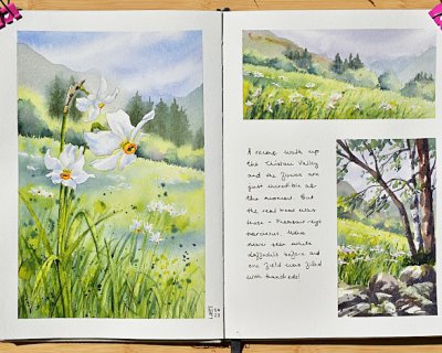 a field of white daffodils