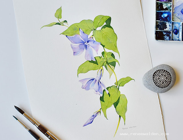 Periwinkles in watercolour - botanical painting lesson