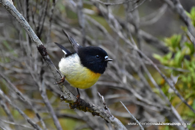 New Zealand Tomtit