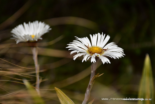 Alpine Daisy, Fiordland National Park