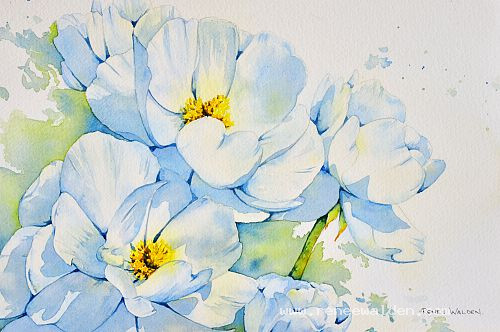 Mount Cook Lilies - white flowers in watercolour