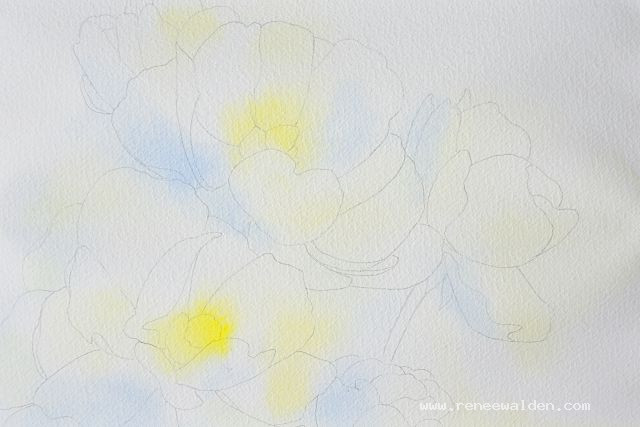 Painting white flowers in watercolour - first wash