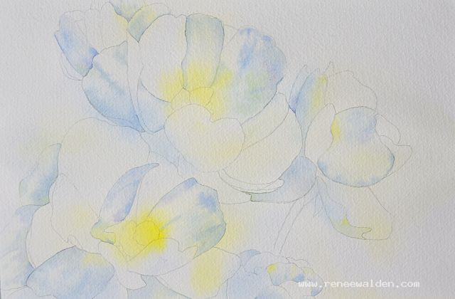 Painting white flowers in watercolour - second wash