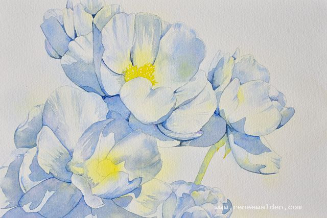 Painting a white flower in watercolour - cast shadows