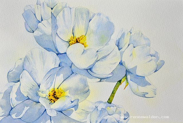 Painting a white flower in watercolour - finishing the petals