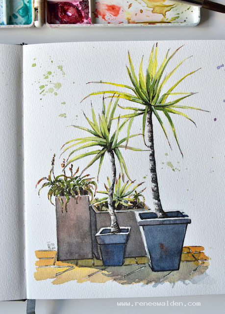 Yucca's and aloes in pots way too small for them
