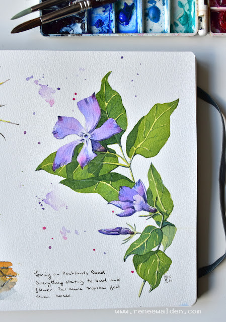 Periwinkles in watercolour