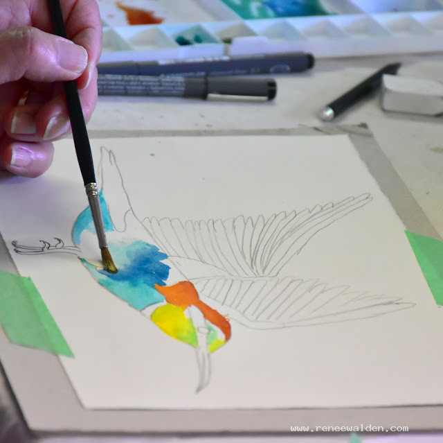 Having fun with lovely colours and soaring wings