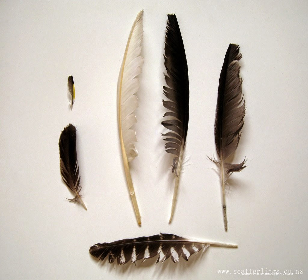 Feather pattern photograph - art for nature lovers