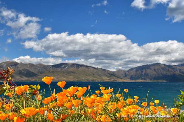 Calafornia Poppies, John's Creek, Lake Hawea