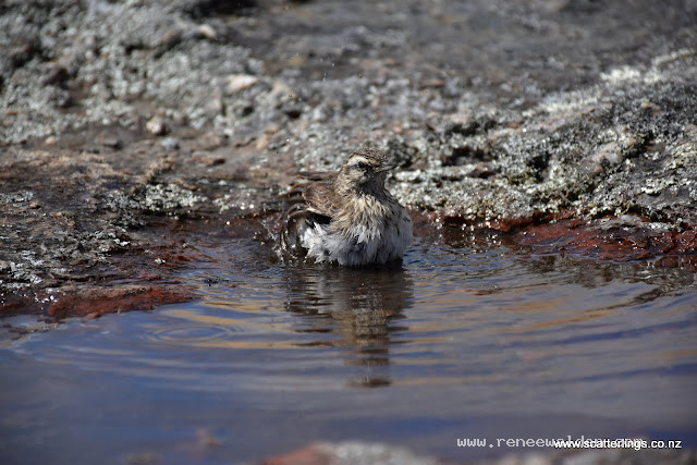 New Zealand Pipit having a little bath