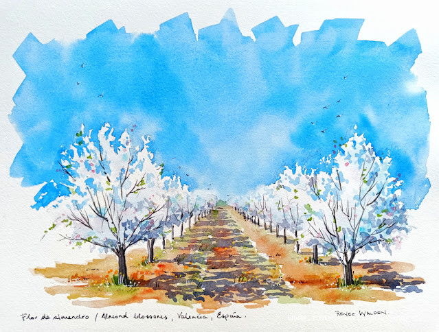 An almond orchard in pen and watercolour