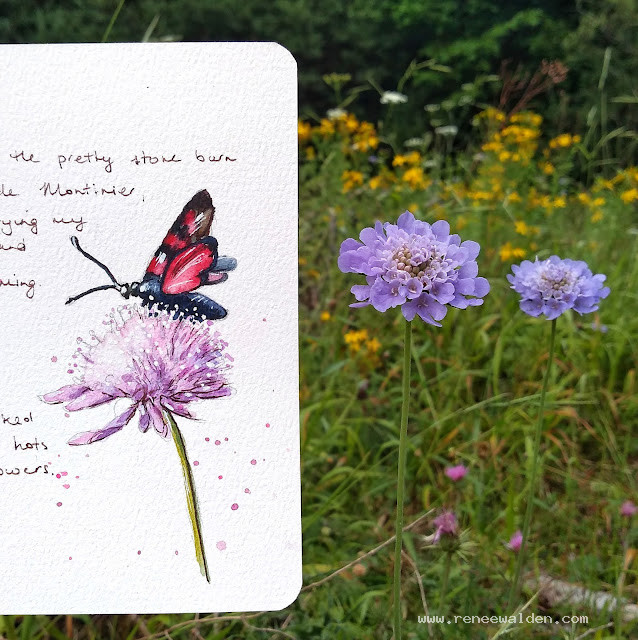 Small scabious with five-spot burnet (a day time moth)