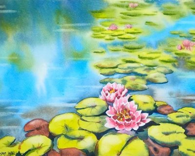 a waterlily pond