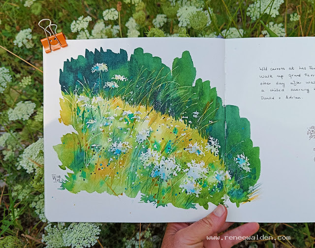 Wild carrots