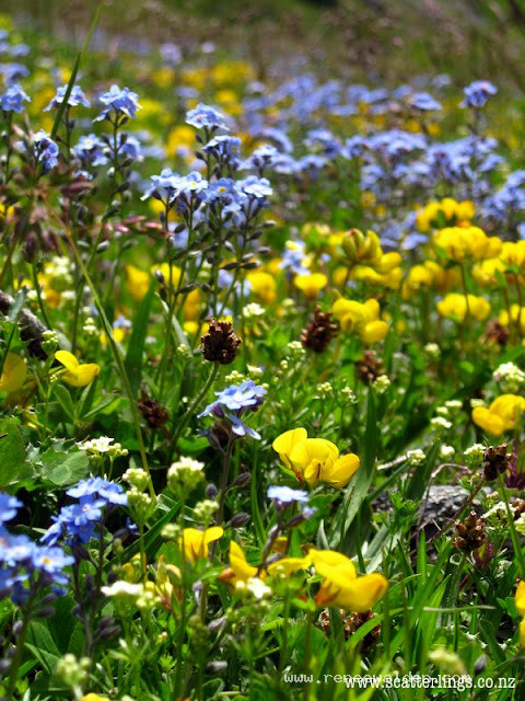 Alpine meadow flowers, France