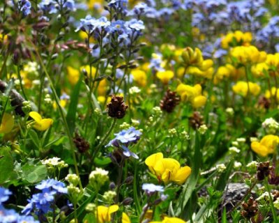 summertime flowers