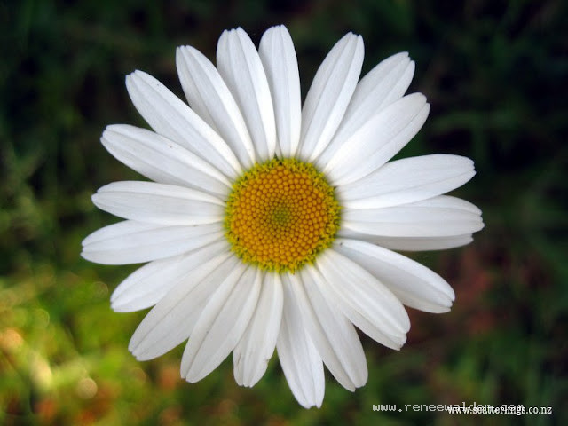 White daisy