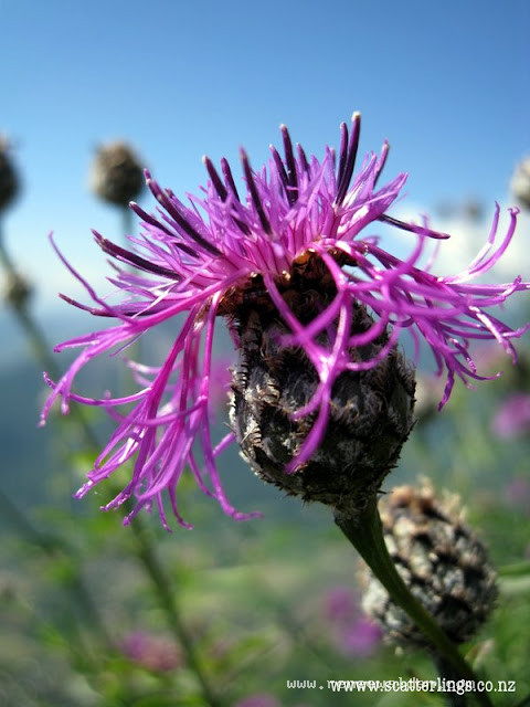 Thistle, France