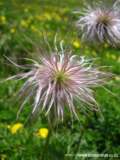 Dr Seuss like flowers, alpine meadows France