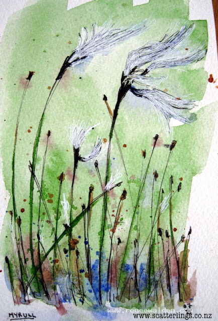 Myrull, bog wool, alpine flower Norway