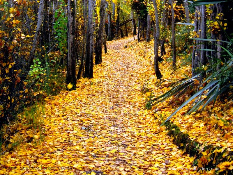 Autumn Poplars along the Clutha River, Wanaka